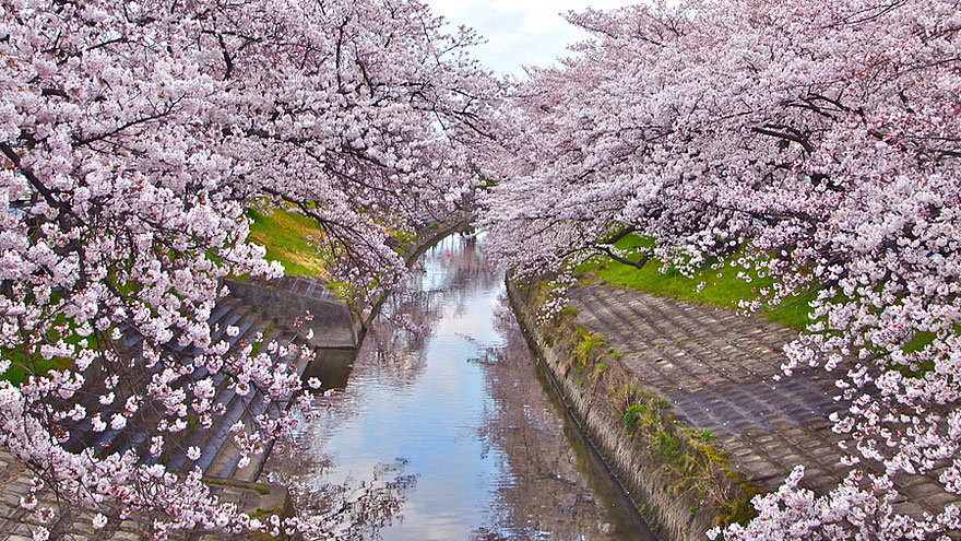 blooming-sakura-trees-8 blooming-sakura-trees-8