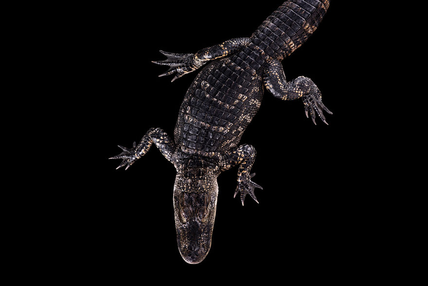 Incredible Studio Portraits of Wild Animals by Brad Wilson