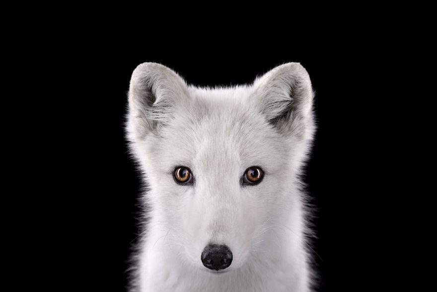 Incredible Studio Portraits of Wild Animals by Brad Wilson