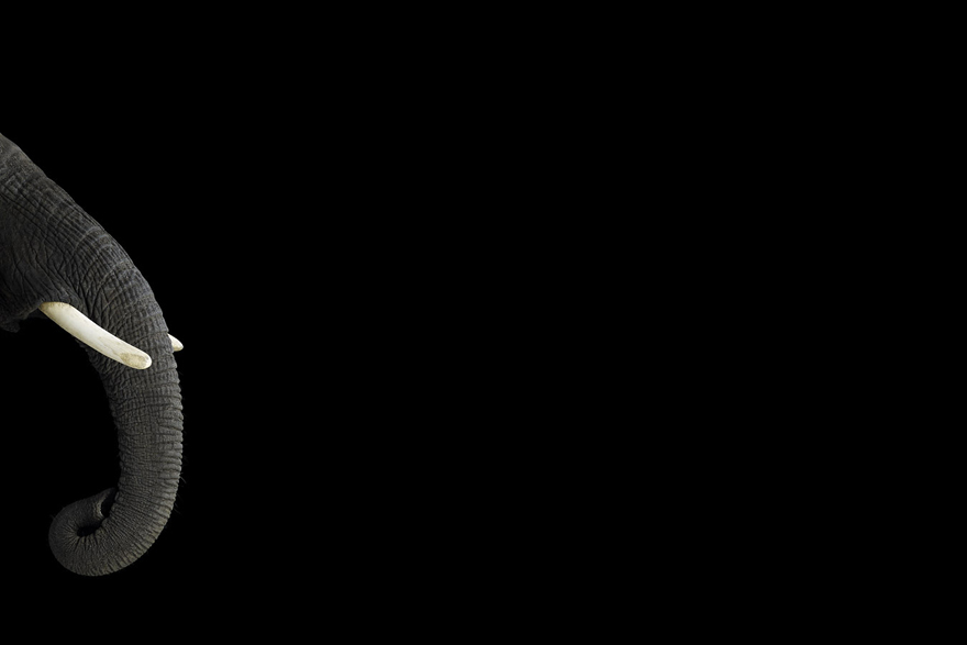 Incredible Studio Portraits of Wild Animals by Brad Wilson