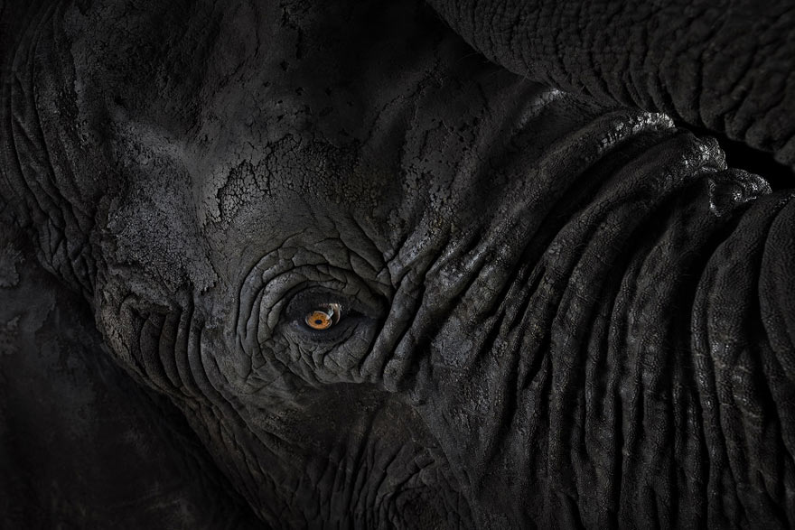 Incredible Studio Portraits of Wild Animals by Brad Wilson