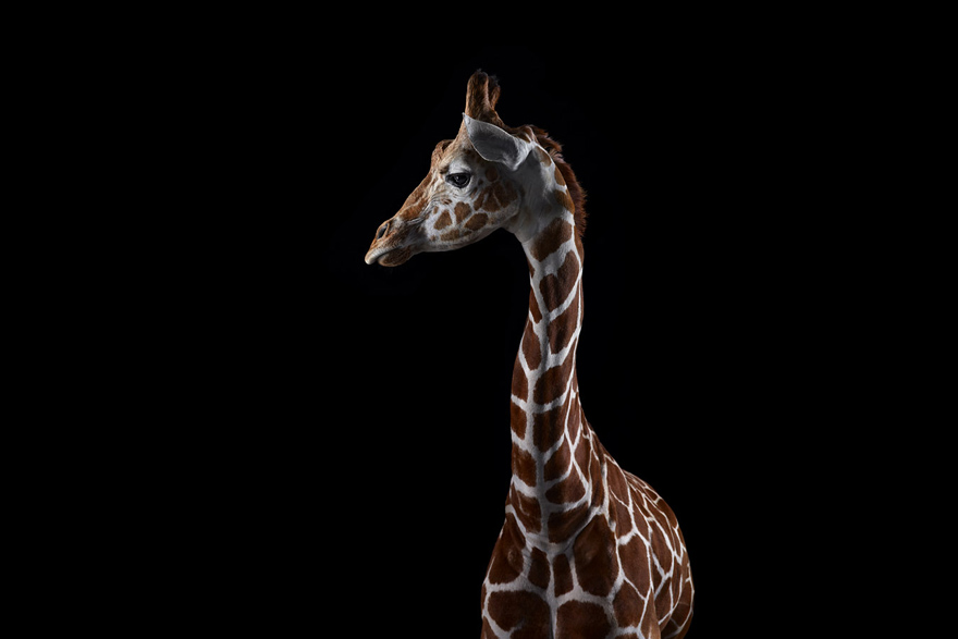 Incredible Studio Portraits of Wild Animals by Brad Wilson