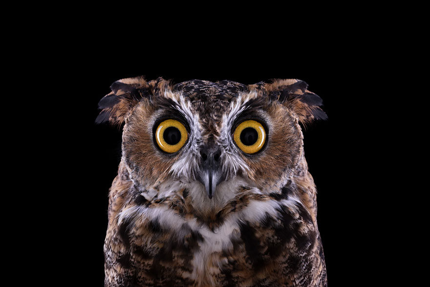 Incredible Studio Portraits of Wild Animals by Brad Wilson