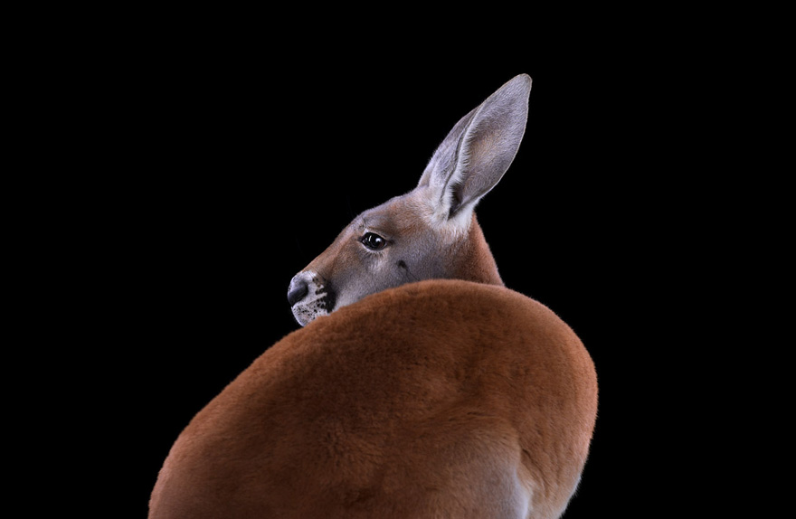 Incredible Studio Portraits of Wild Animals by Brad Wilson