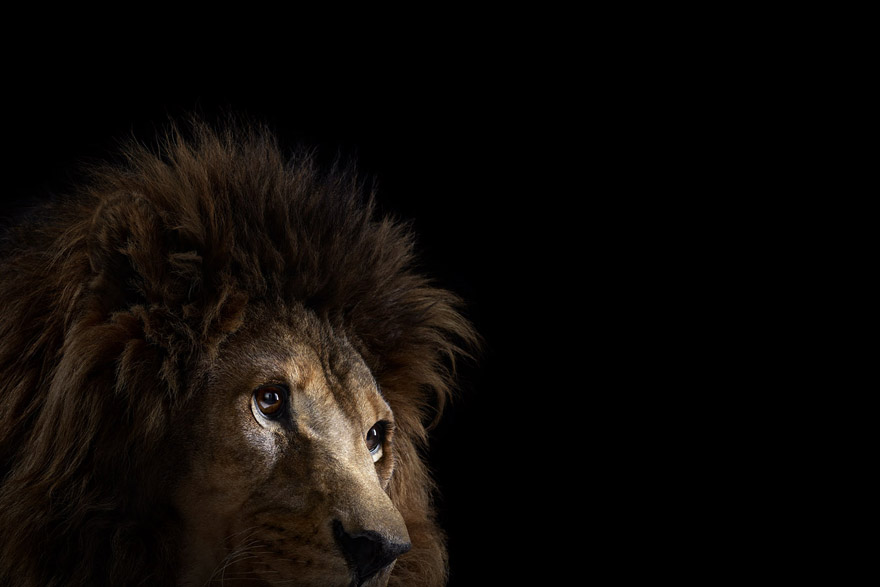Incredible Studio Portraits of Wild Animals by Brad Wilson