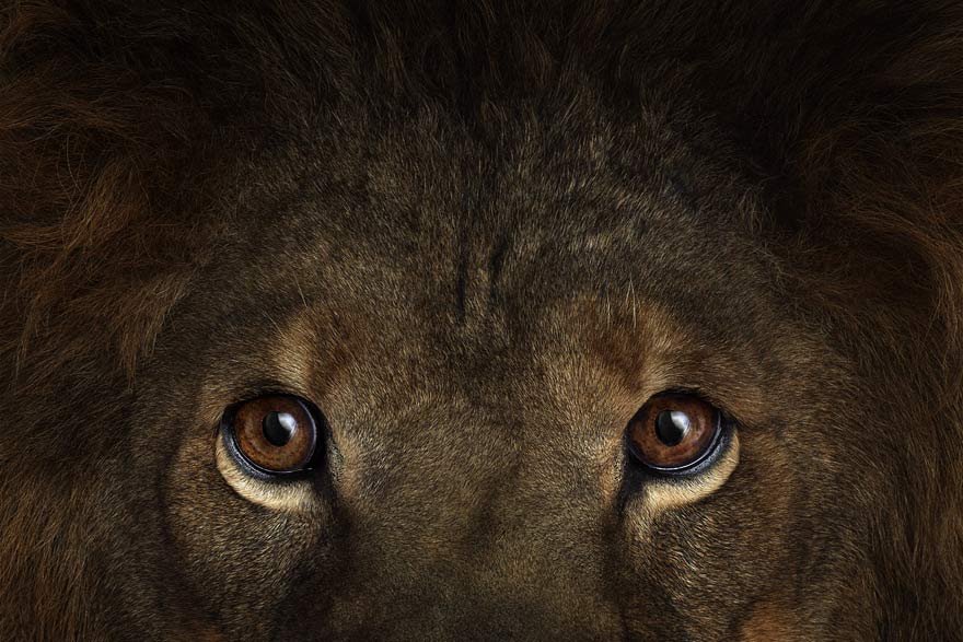 Incredible Studio Portraits of Wild Animals by Brad Wilson