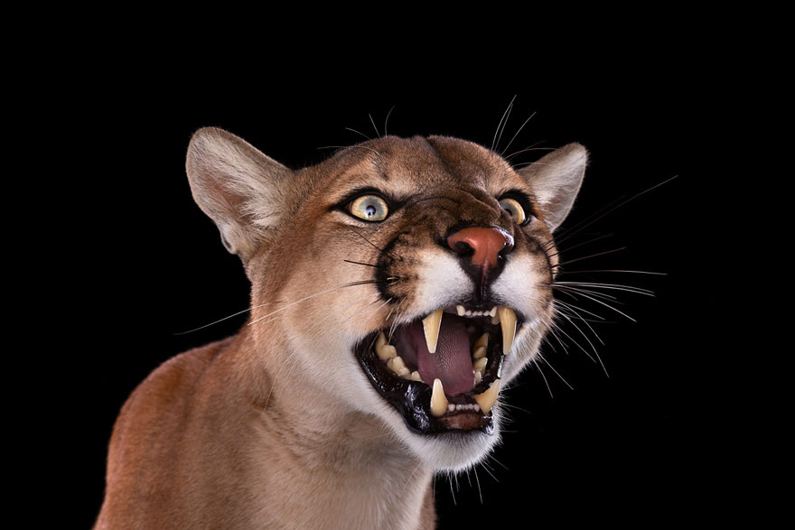 Incredible Studio Portraits of Wild Animals by Brad Wilson