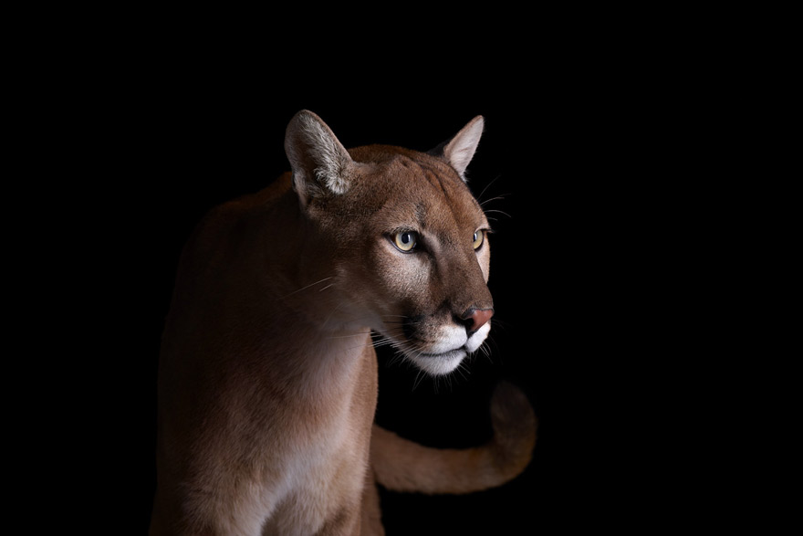 Incredible Studio Portraits of Wild Animals by Brad Wilson