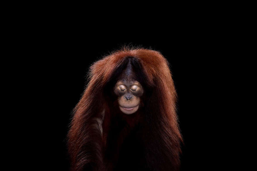 Incredible Studio Portraits of Wild Animals by Brad Wilson