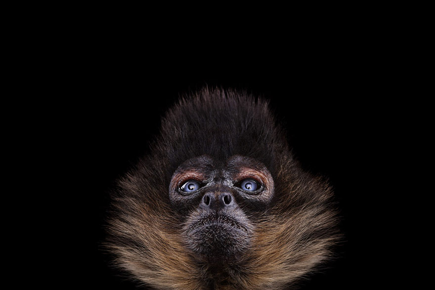 Incredible Studio Portraits of Wild Animals by Brad Wilson