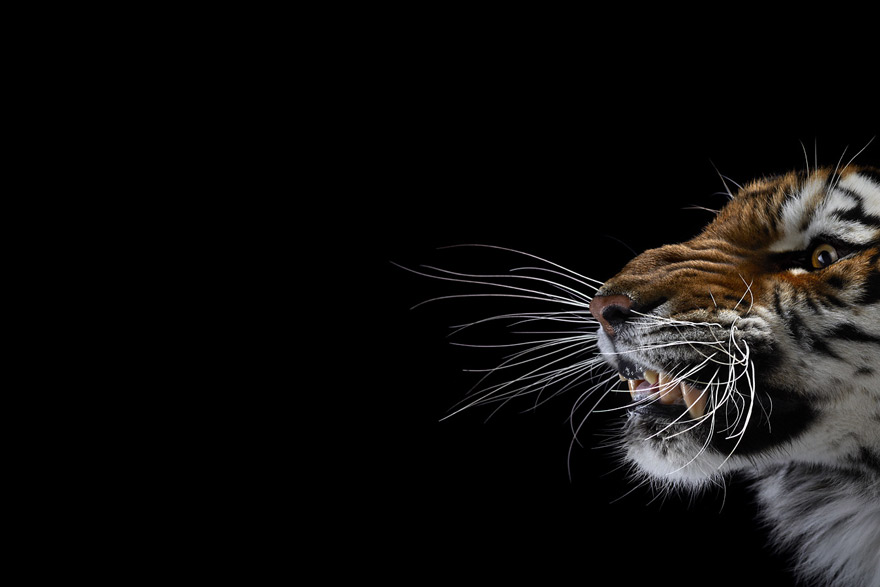 Incredible Studio Portraits of Wild Animals by Brad Wilson