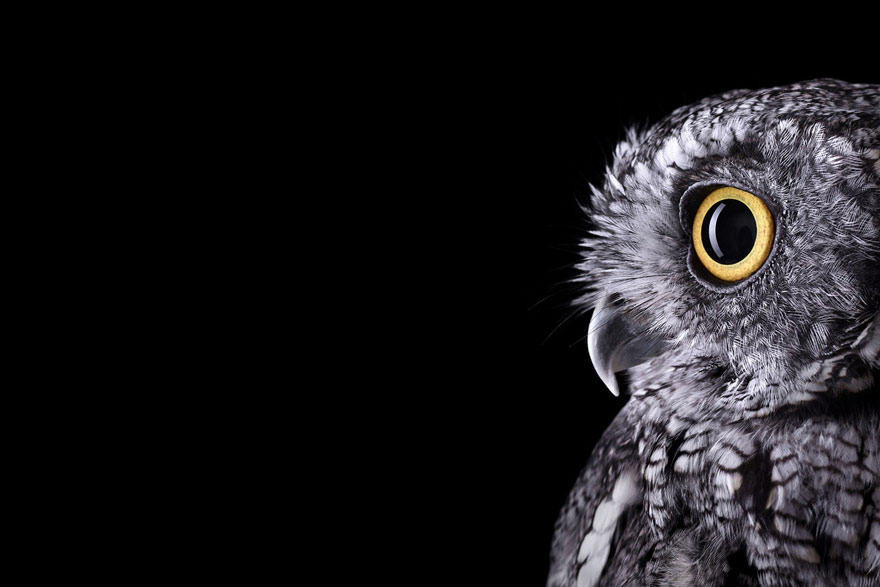 Incredible Studio Portraits of Wild Animals by Brad Wilson