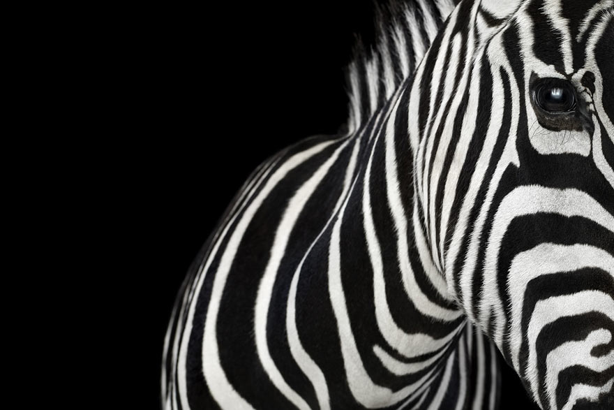 Incredible Studio Portraits of Wild Animals by Brad Wilson