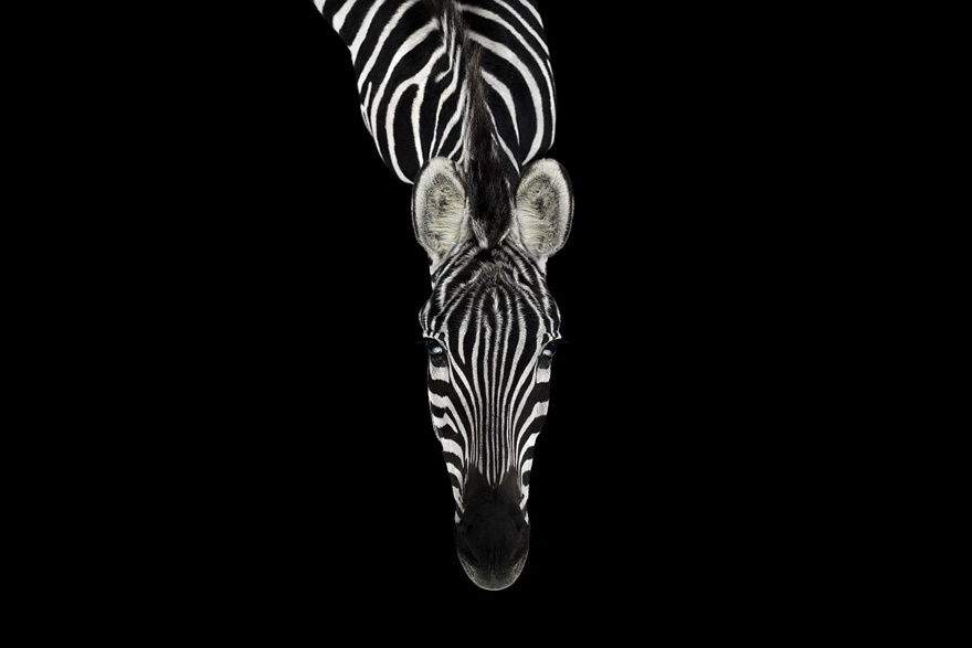 Incredible Studio Portraits of Wild Animals by Brad Wilson