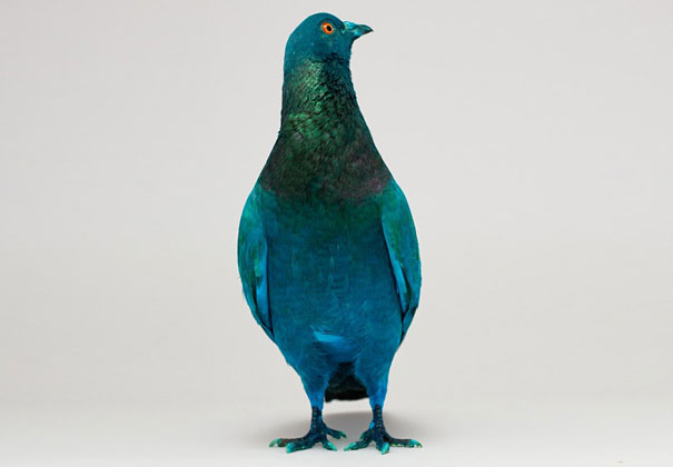 Painted Pigeons In Venice Painted Pigeons In Venice