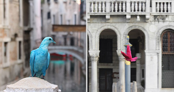 Painted Pigeons In Venice Painted Pigeons In Venice