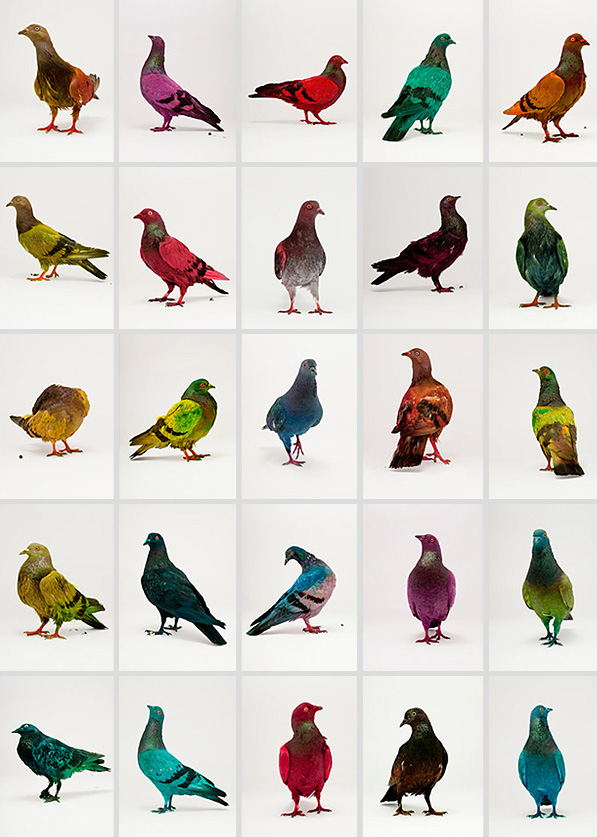 Painted Pigeons In Venice Painted Pigeons In Venice