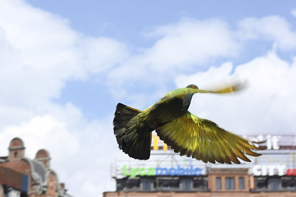 Painted Pigeons In Venice Painted Pigeons In Venice