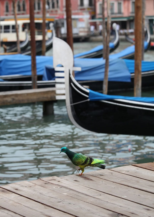 Painted Pigeons In Venice Painted Pigeons In Venice
