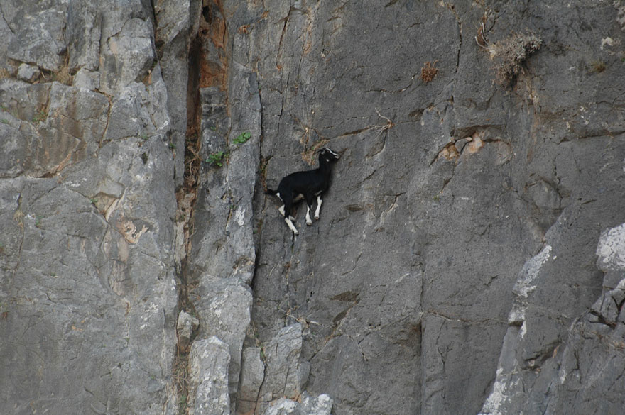 These 36 Goats On Cliffs Don't Know What Fear Is These 36 Goats On Cliffs Don't Know What Fear Is