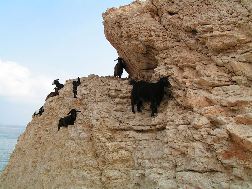 These 36 Goats On Cliffs Don't Know What Fear Is These 36 Goats On Cliffs Don't Know What Fear Is
