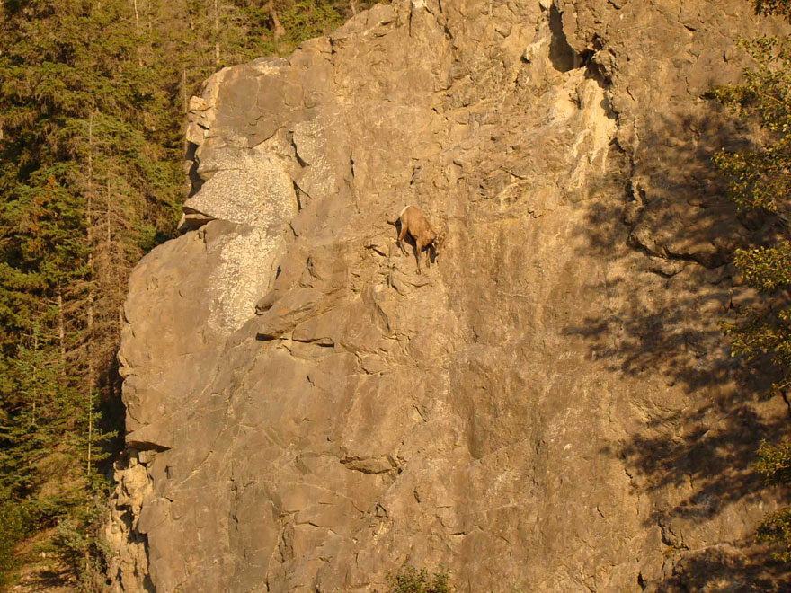 These 36 Goats On Cliffs Don't Know What Fear Is These 36 Goats On Cliffs Don't Know What Fear Is