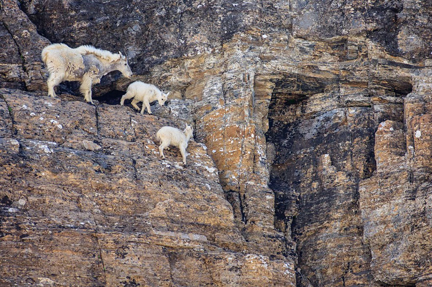 These 36 Goats On Cliffs Don't Know What Fear Is These 36 Goats On Cliffs Don't Know What Fear Is