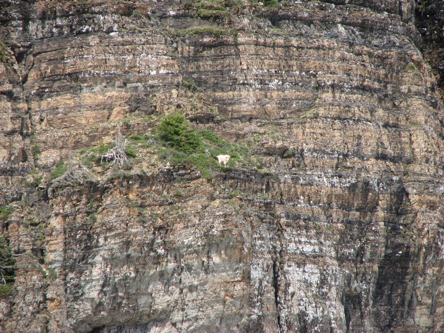 These 36 Goats On Cliffs Don't Know What Fear Is These 36 Goats On Cliffs Don't Know What Fear Is