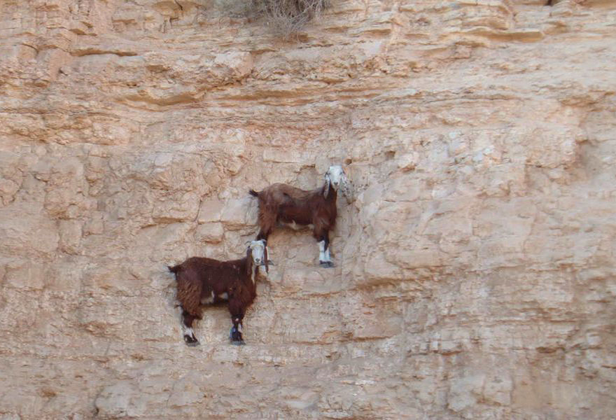 These 36 Goats On Cliffs Don't Know What Fear Is These 36 Goats On Cliffs Don't Know What Fear Is