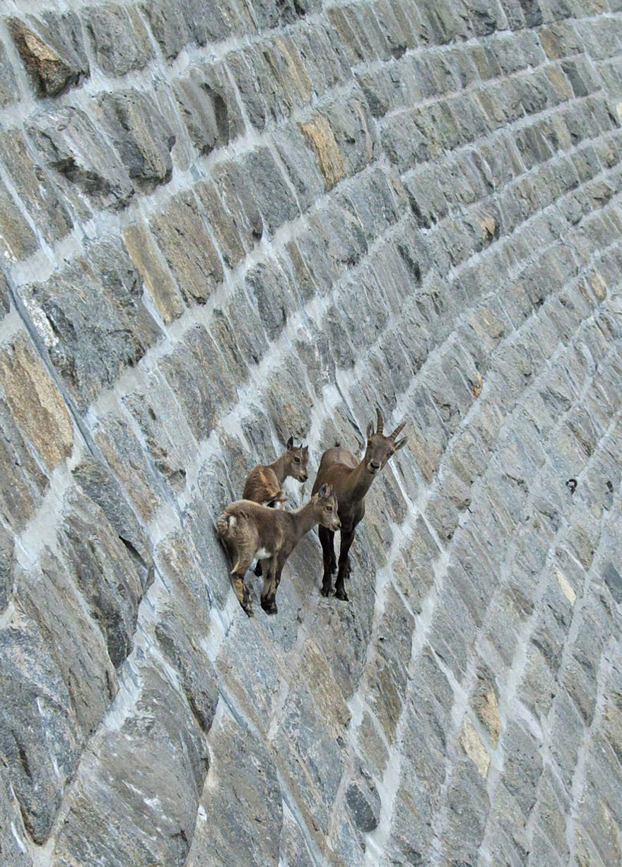 These 36 Goats On Cliffs Don't Know What Fear Is These 36 Goats On Cliffs Don't Know What Fear Is