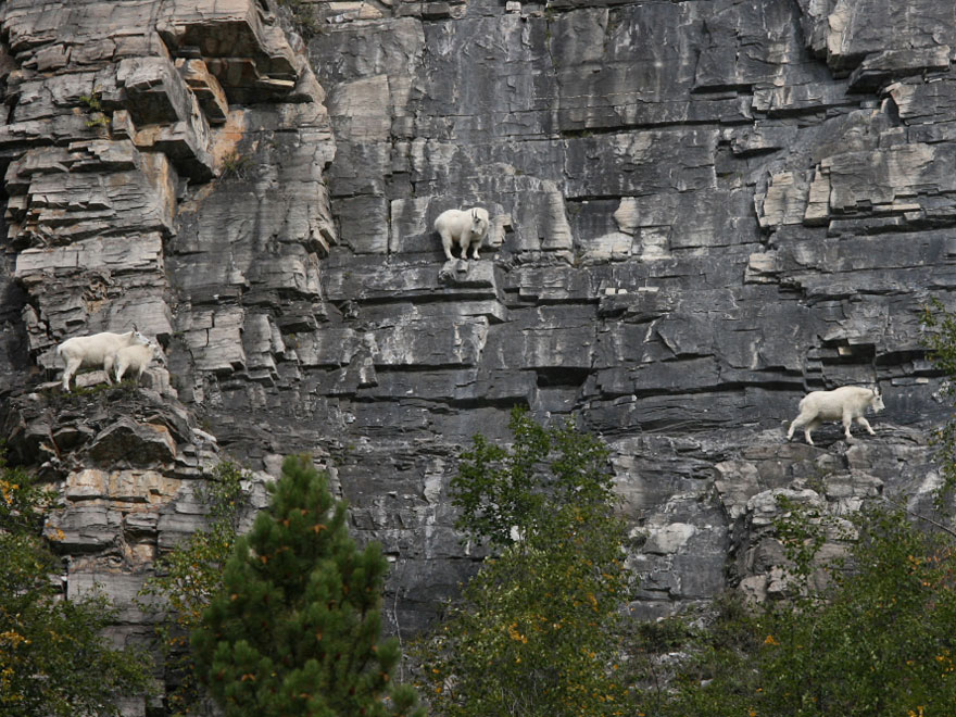These 36 Goats On Cliffs Don't Know What Fear Is These 36 Goats On Cliffs Don't Know What Fear Is