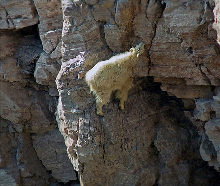 These 36 Goats On Cliffs Don't Know What Fear Is These 36 Goats On Cliffs Don't Know What Fear Is