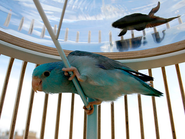 22 Unusual and Creative Aquariums