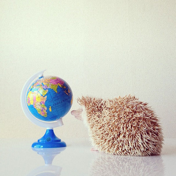 Meet Darcy, The Most Famous (Flying) Hedgehog On Instagram