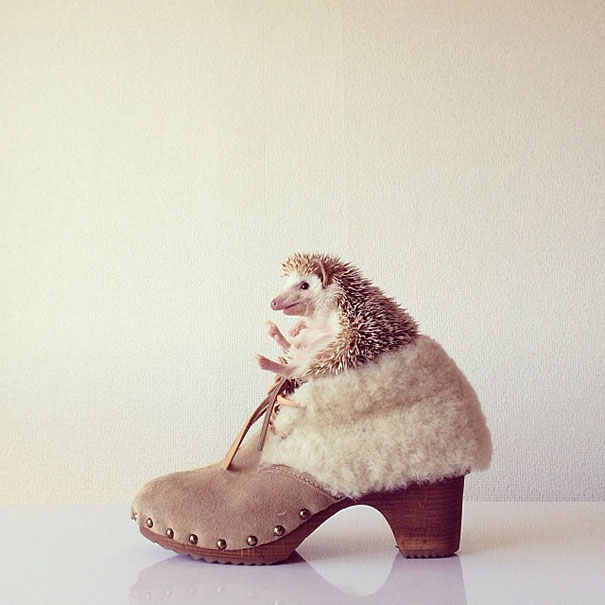 Meet Darcy, The Most Famous (Flying) Hedgehog On Instagram