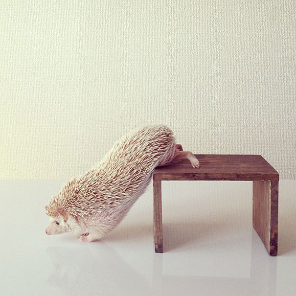 Meet Darcy, The Most Famous (Flying) Hedgehog On Instagram