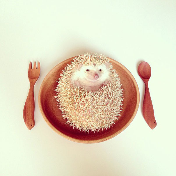 Meet Darcy, The Most Famous (Flying) Hedgehog On Instagram Meet Darcy, The Most Famous (Flying) Hedgehog On Instagram