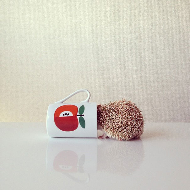 Meet Darcy, The Most Famous (Flying) Hedgehog On Instagram Meet Darcy, The Most Famous (Flying) Hedgehog On Instagram