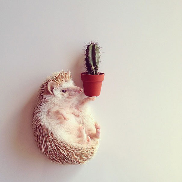 Meet Darcy, The Most Famous (Flying) Hedgehog On Instagram