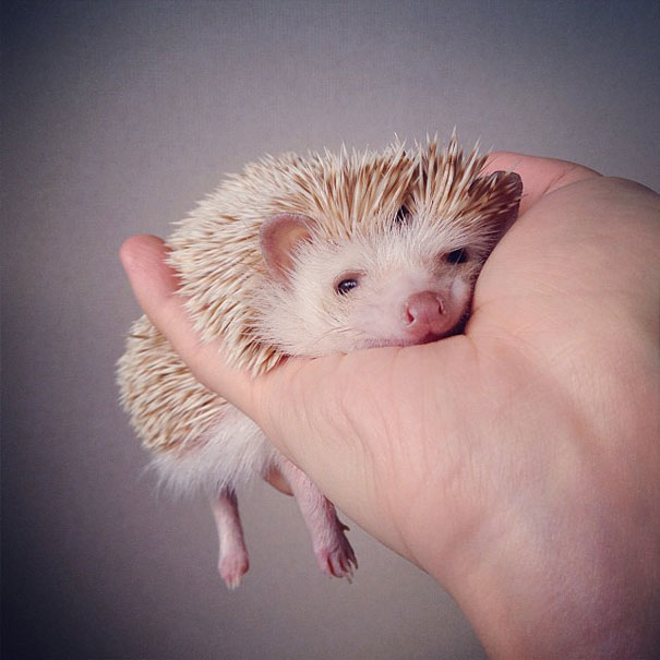 Meet Darcy, The Most Famous (Flying) Hedgehog On Instagram