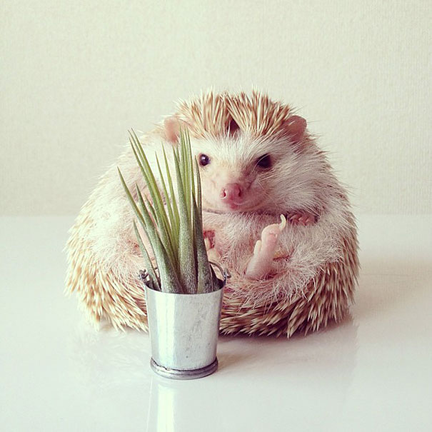 Meet Darcy, The Most Famous (Flying) Hedgehog On Instagram Meet Darcy, The Most Famous (Flying) Hedgehog On Instagram