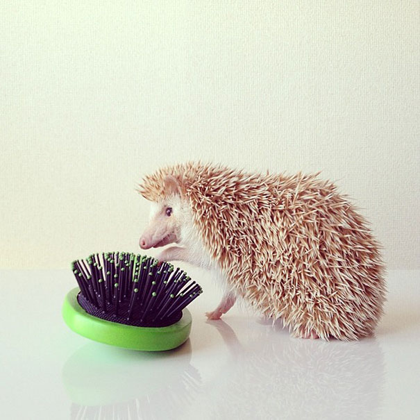 Meet Darcy, The Most Famous (Flying) Hedgehog On Instagram Meet Darcy, The Most Famous (Flying) Hedgehog On Instagram