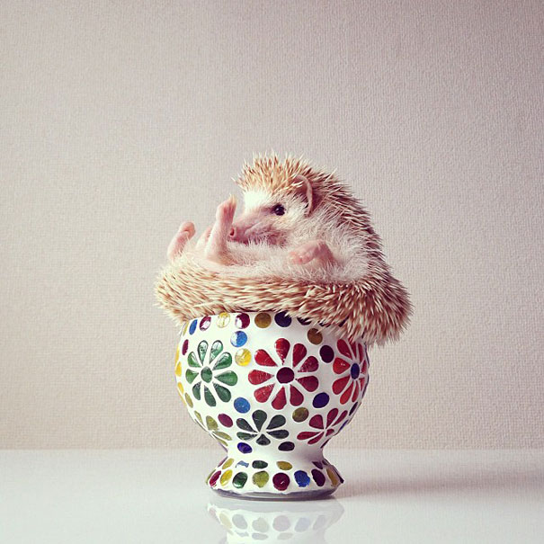 Meet Darcy, The Most Famous (Flying) Hedgehog On Instagram Meet Darcy, The Most Famous (Flying) Hedgehog On Instagram