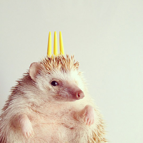 Meet Darcy, The Most Famous (Flying) Hedgehog On Instagram