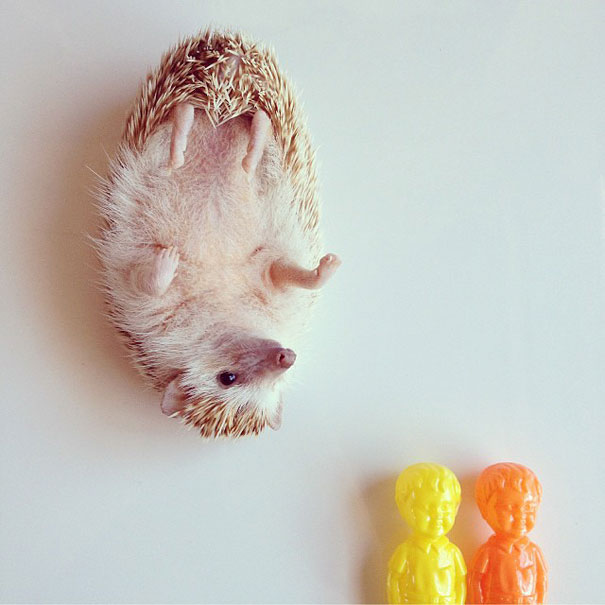 Meet Darcy, The Most Famous (Flying) Hedgehog On Instagram Meet Darcy, The Most Famous (Flying) Hedgehog On Instagram