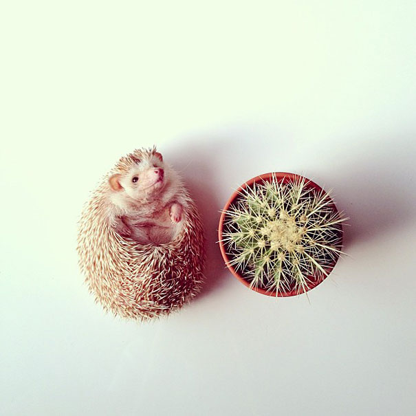 Meet Darcy, The Most Famous (Flying) Hedgehog On Instagram