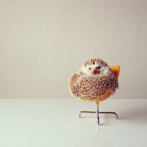 Meet Darcy, The Most Famous (Flying) Hedgehog On Instagram Meet Darcy, The Most Famous (Flying) Hedgehog On Instagram
