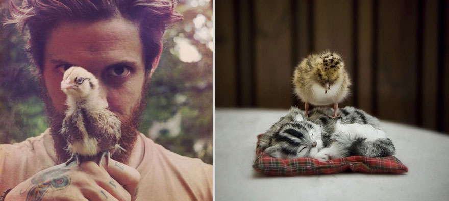 Girls&rsquo; Favorite Things Brought Together: Hot Guys and Kittens (PART II)
