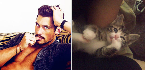Girls' Favorite Things Brought Together: 25 Diptychs of Hot Guys and Kittens Girls' Favorite Things Brought Together: 25 Diptychs of Hot Guys and Kittens