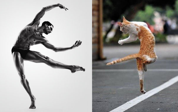 Girls' Favorite Things Brought Together: 25 Diptychs of Hot Guys and Kittens Girls' Favorite Things Brought Together: 25 Diptychs of Hot Guys and Kittens